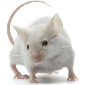 PLT Frozen Mice Large 26g 